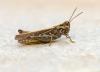 Chorthippus sp.